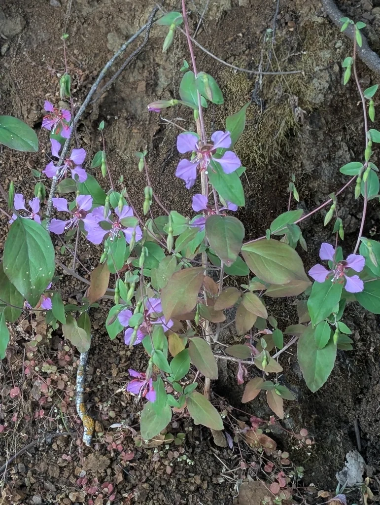 Clarkia Unguiculata