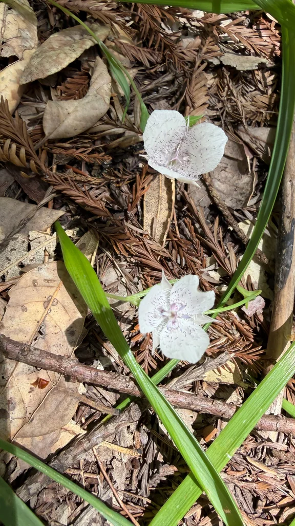 Calochortus Tolmiei