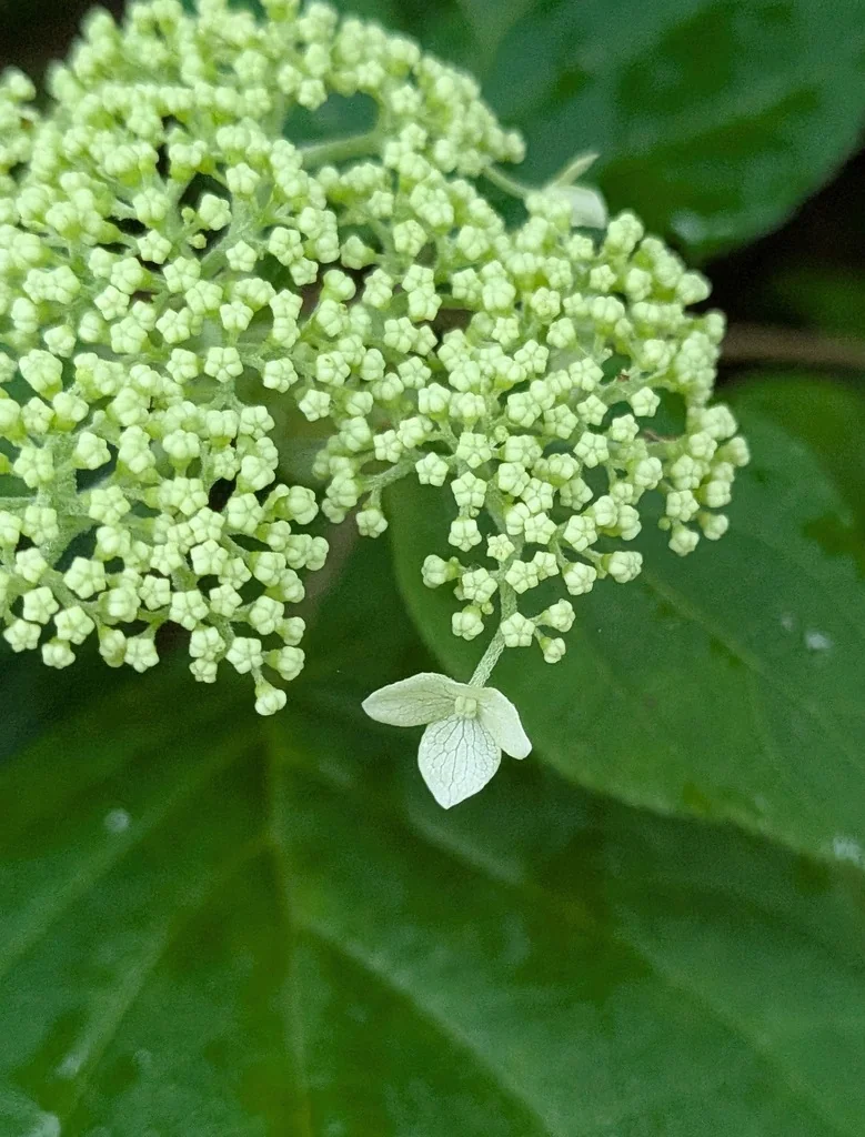 Hydrangea arborescens