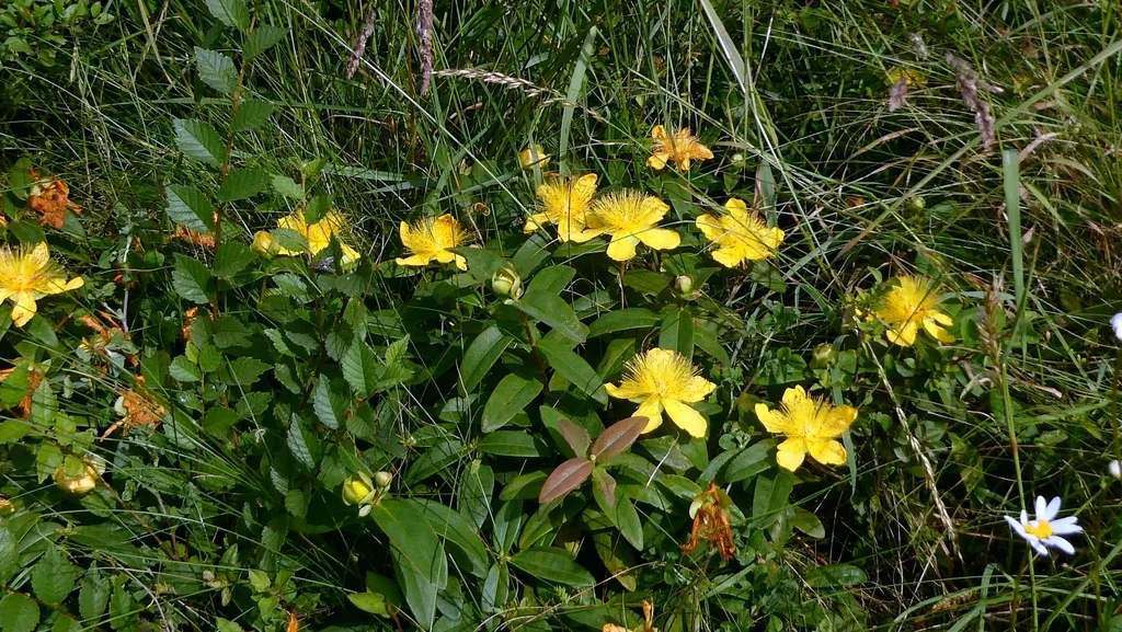 Hypericum Calycinum