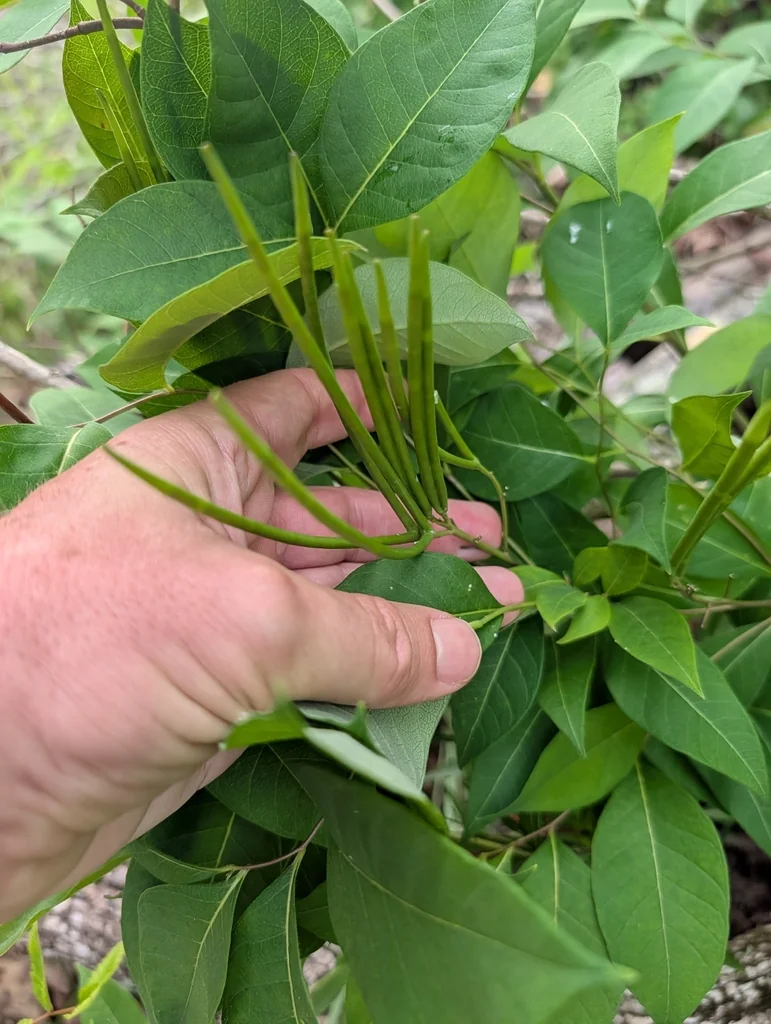 Amsonia tabernaemontana