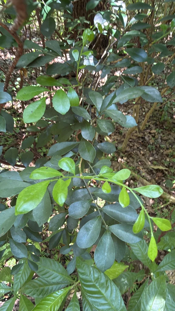 Murraya Paniculata