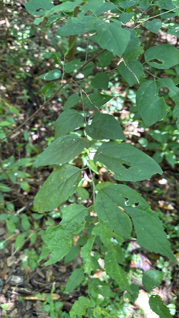 Celtis Laevigata
