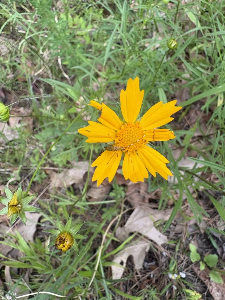 Coreopsis Grandiflora