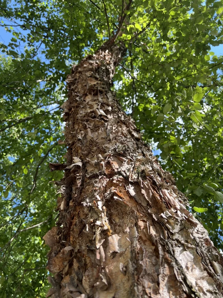 Betula Nigra