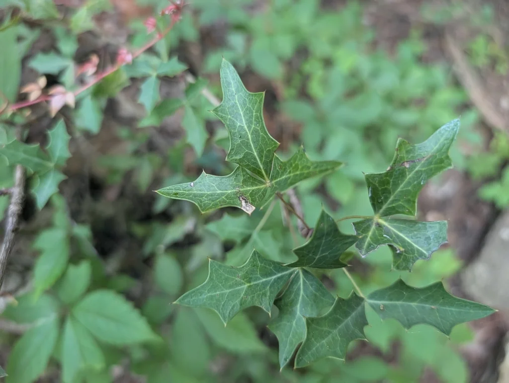 Berberis Trifoliolata