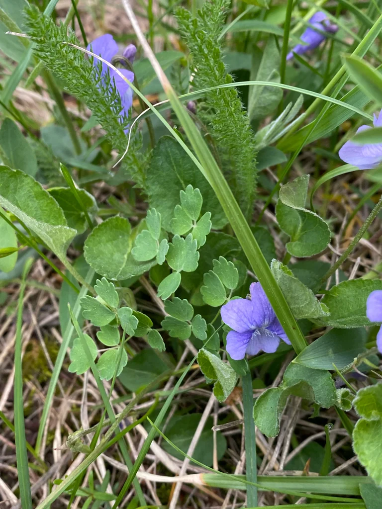 Viola Adunca