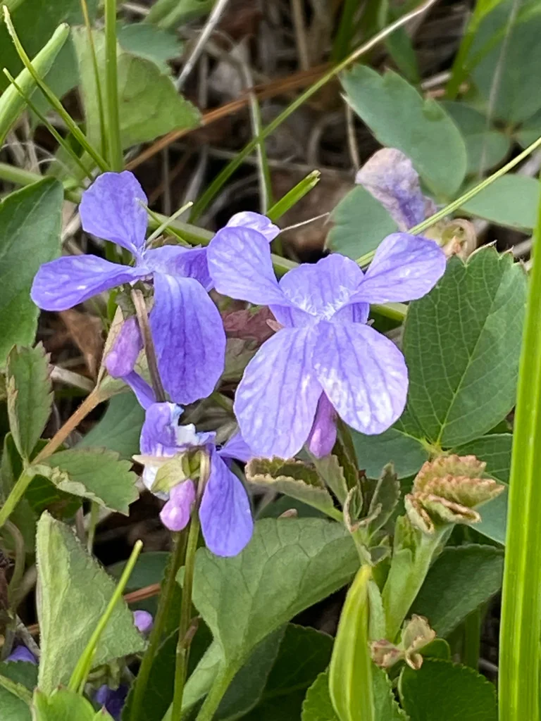 Viola Adunca