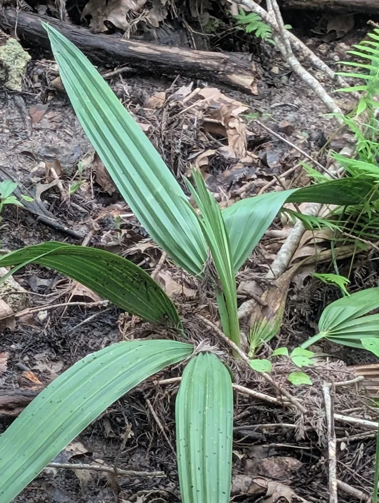 Sabal Minor