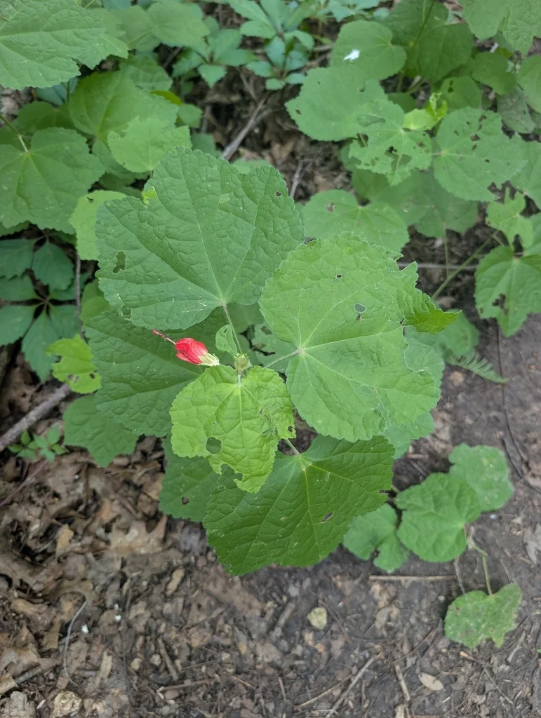 Malvaviscus Arboreus