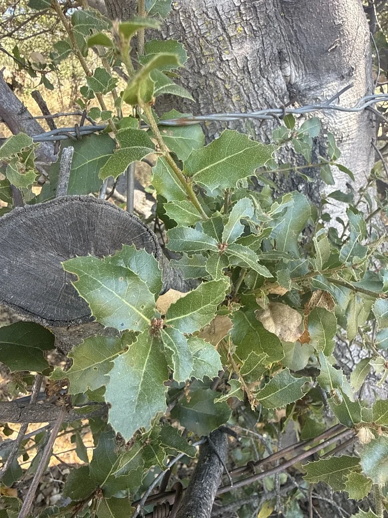 Quercus Wislizenii