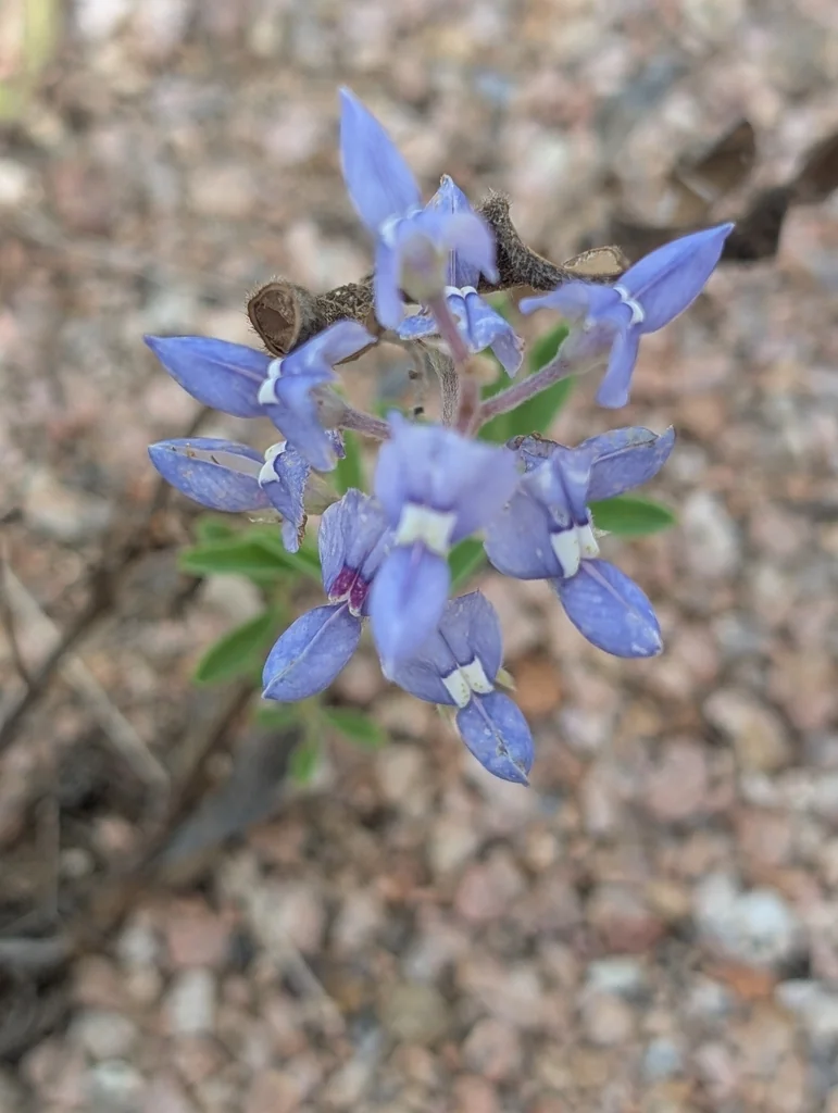 Lupinus Texensis
