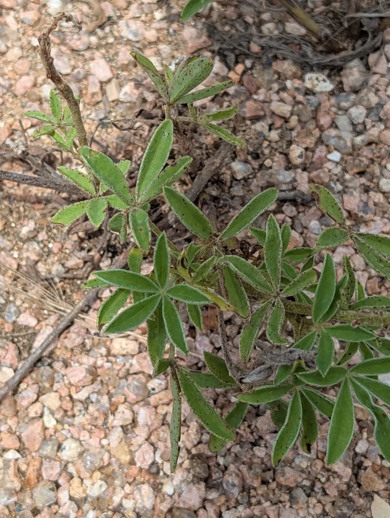 Lupinus Texensis