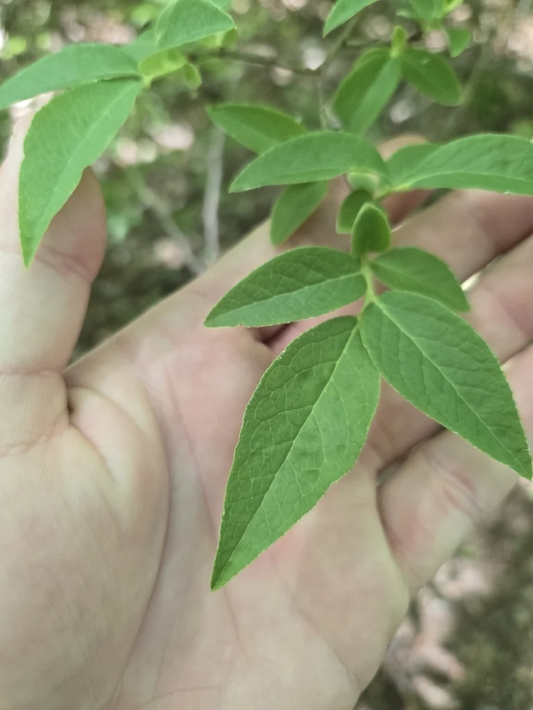 Vaccinium Corymbosum