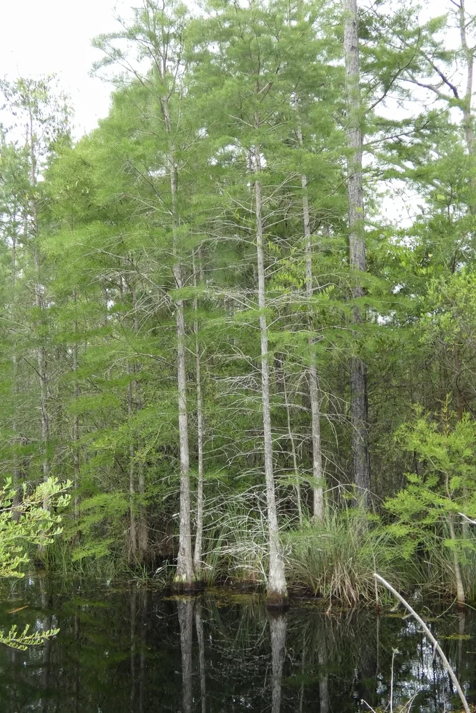 Taxodium Ascendens