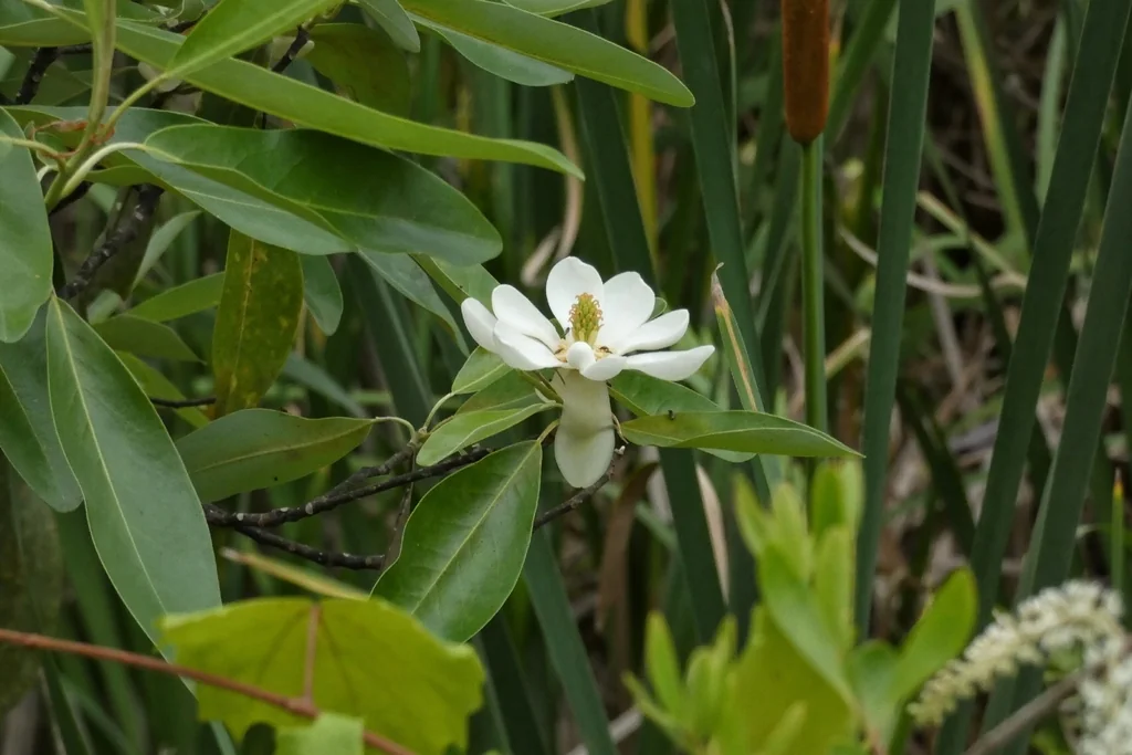 Magnolia Virginiana
