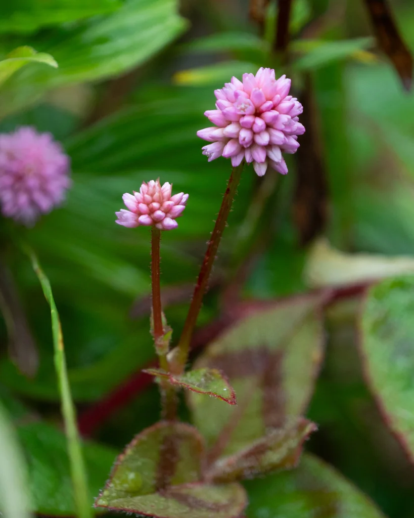 Persicaria Capitata