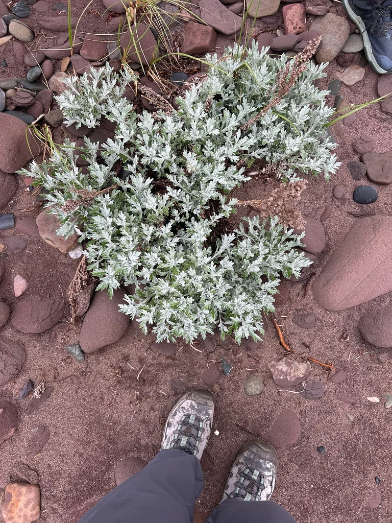 Artemisia stelleriana