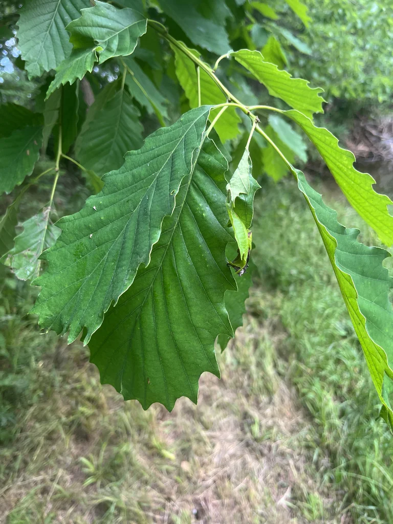 Quercus Muehlenbergii