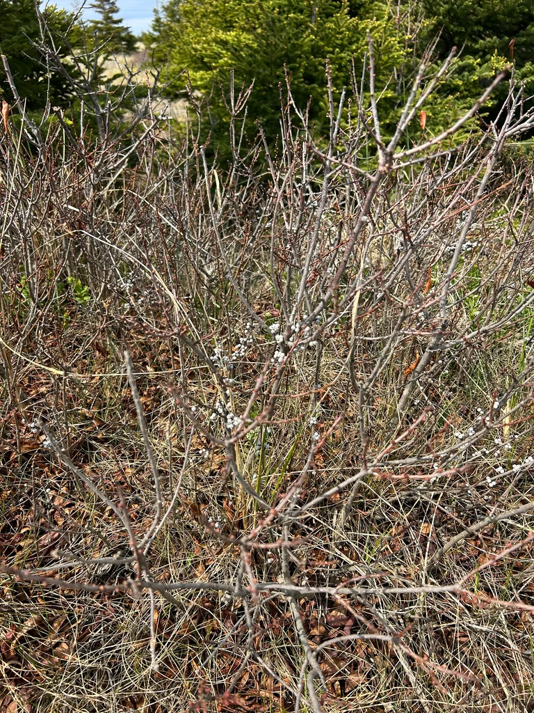 Myrica Pensylvanica