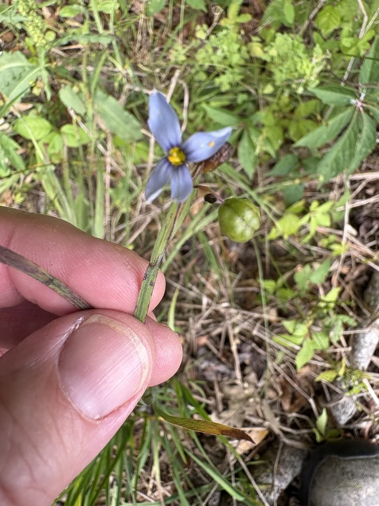 Sisyrinchium Angustifolium
