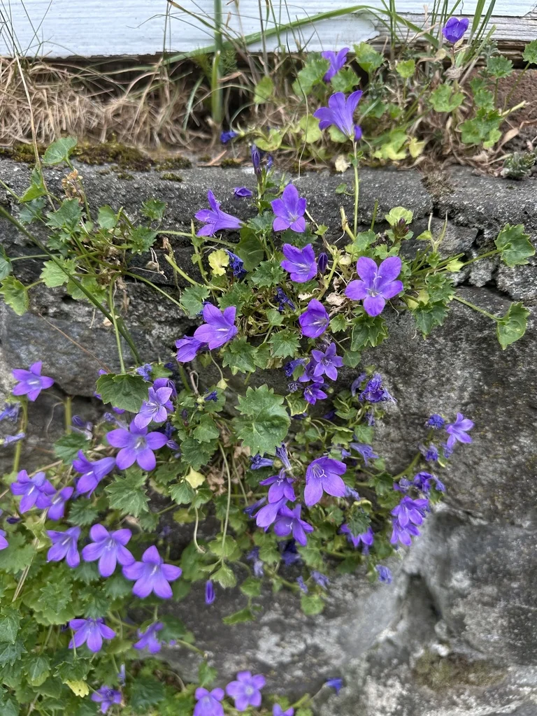 Campanula Portenschlagiana