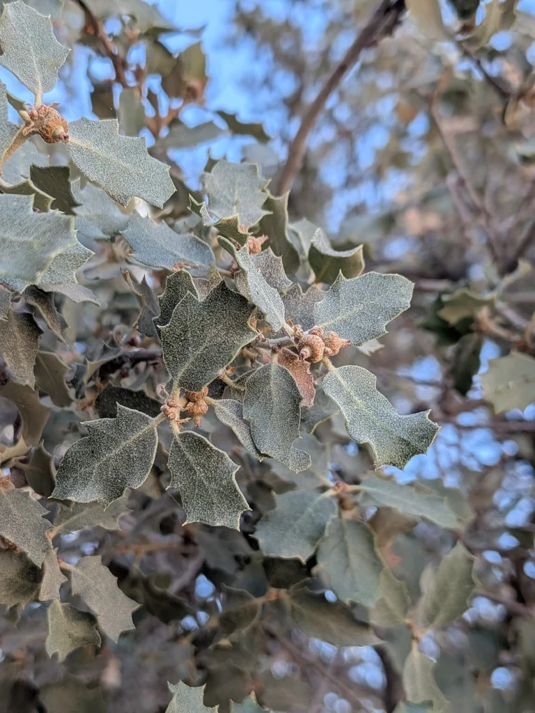Quercus dumosa