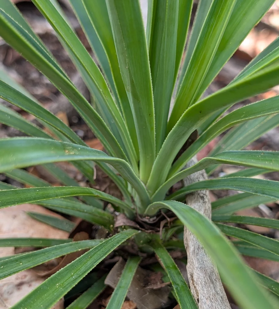 Yucca Aloifolia