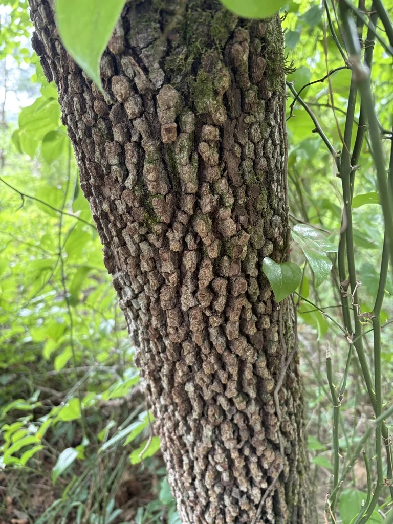 Cornus Florida