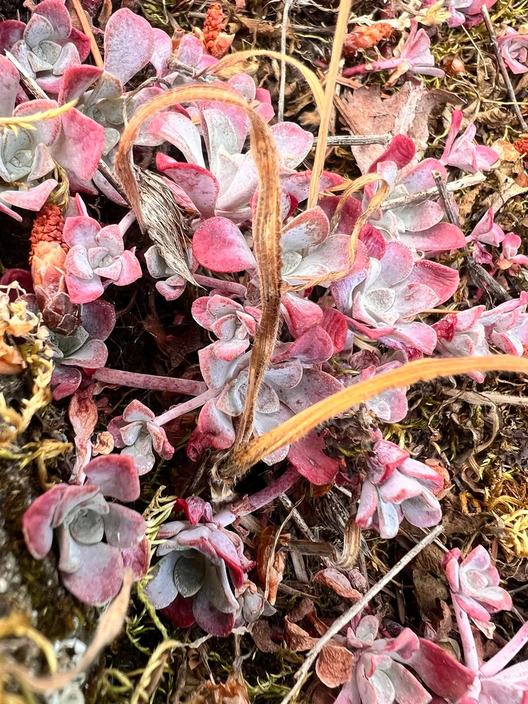 Sedum Spathulifolium