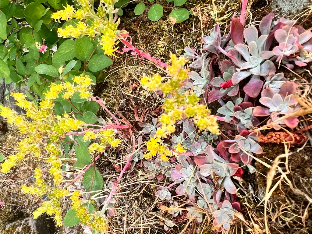 Sedum Spathulifolium