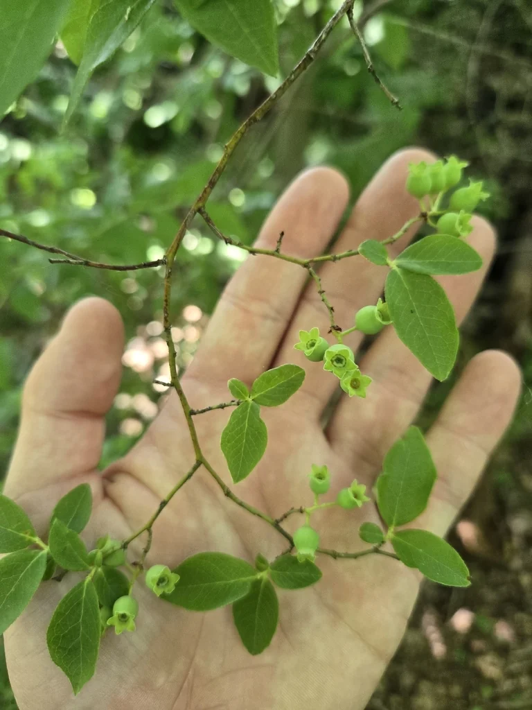Vaccinium Corymbosum