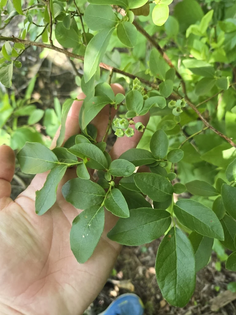 Vaccinium Corymbosum