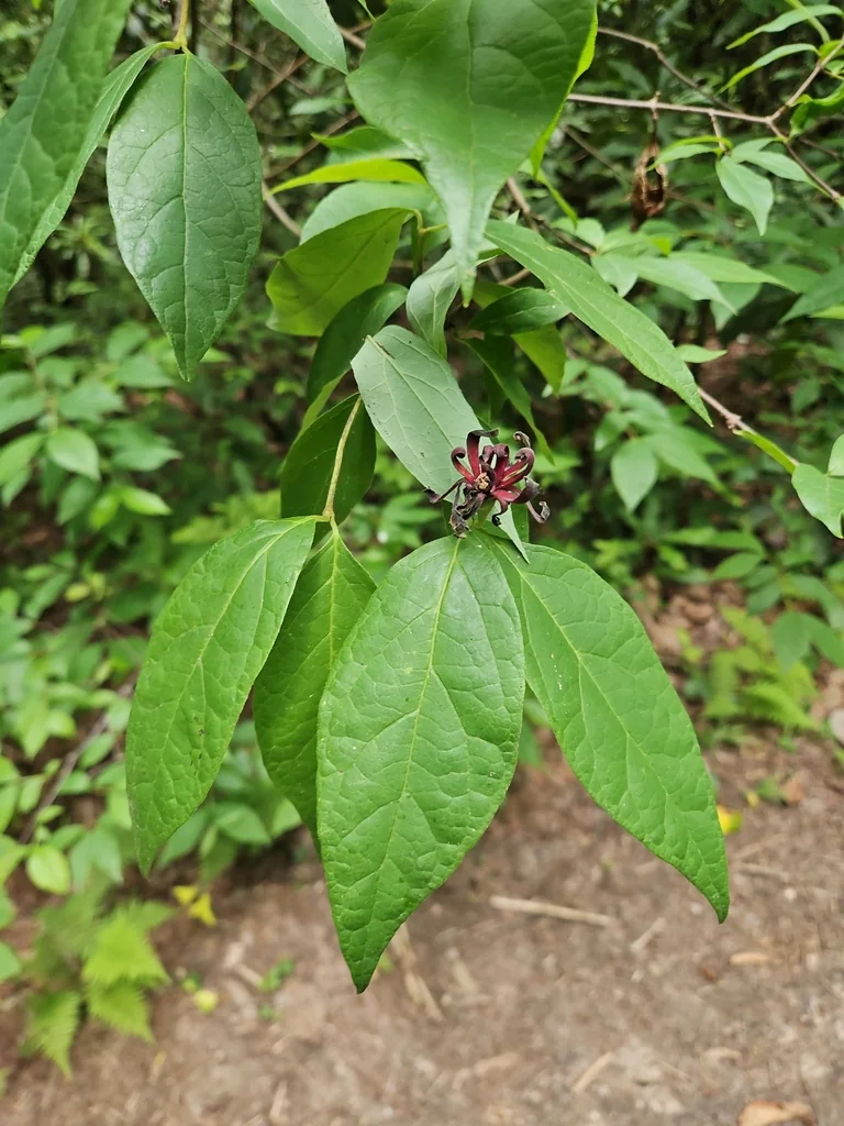 Calycanthus Floridus