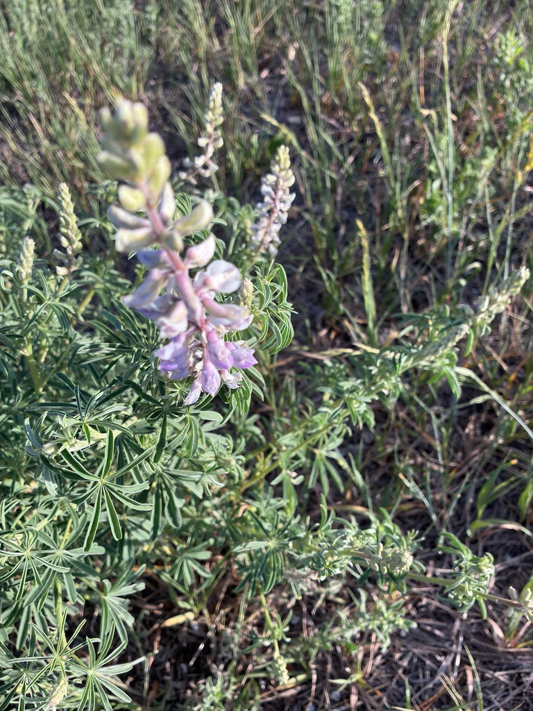 Lupinus Argenteus