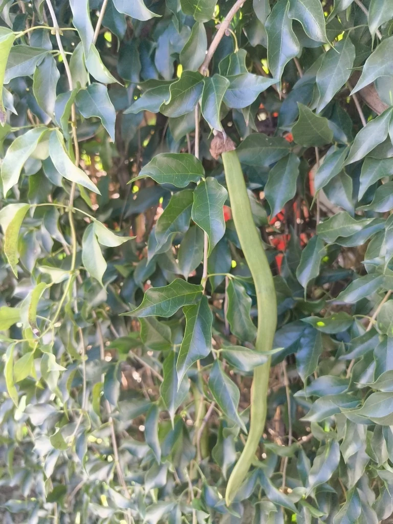 Macfadyena Unguis-Cati