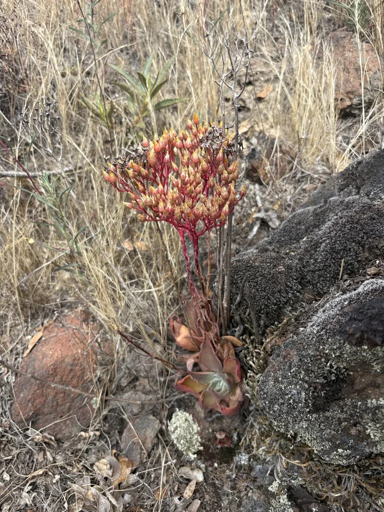 Dudleya Cymosa