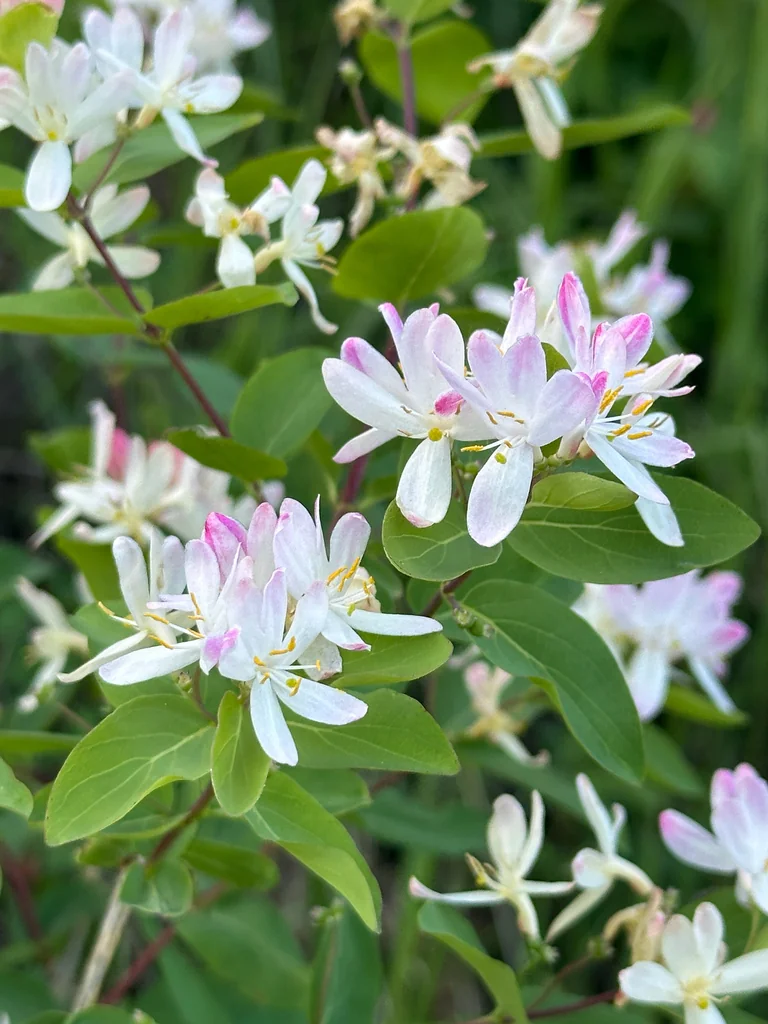 Lonicera Tatarica