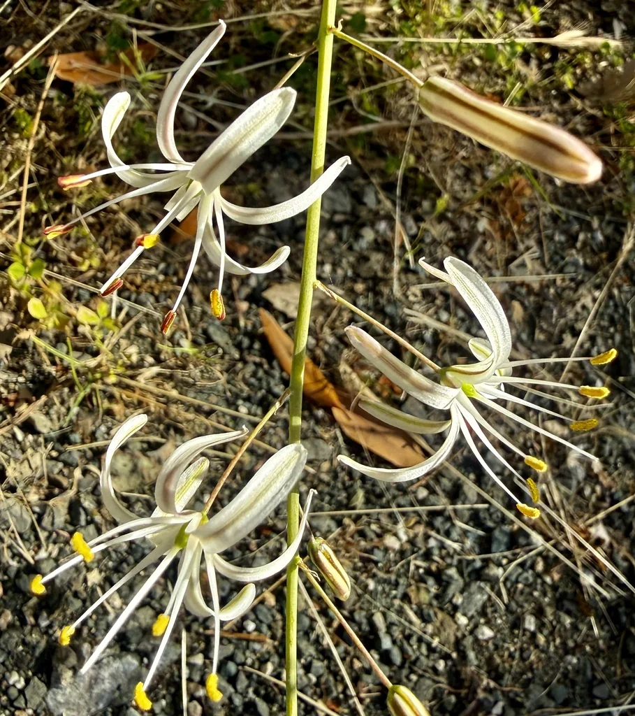 Chlorogalum Pomeridianum