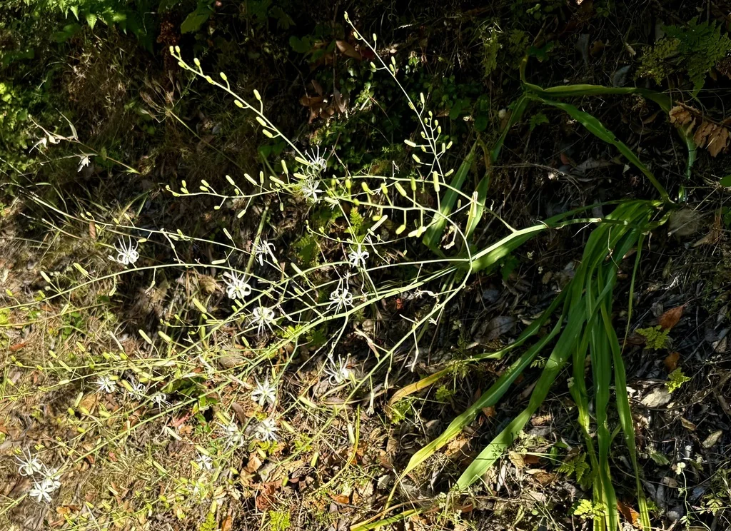 Chlorogalum Pomeridianum