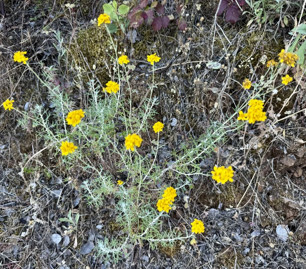 Eriophyllum Confertiflorum