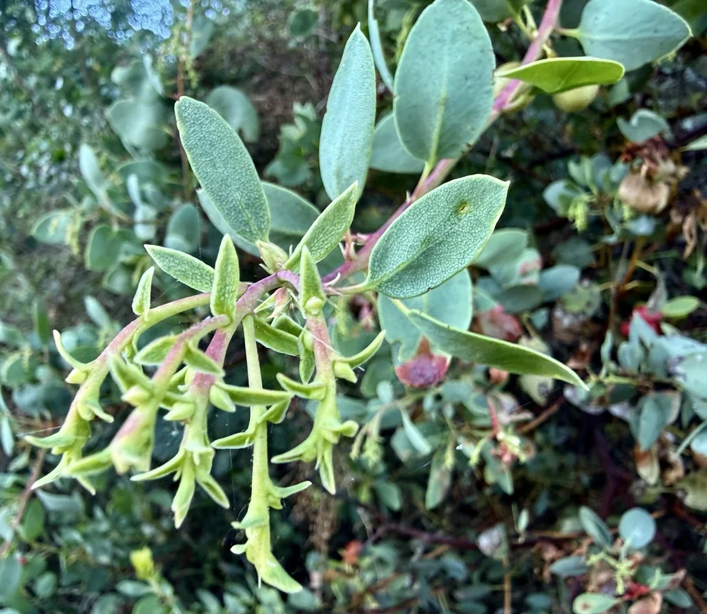 Arctostaphylos Glauca