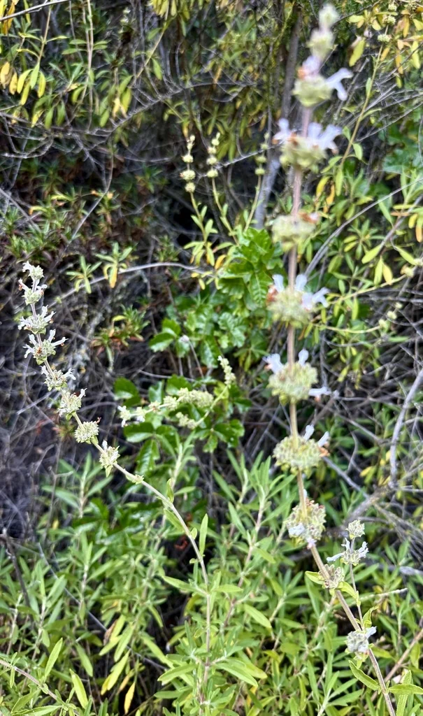 Salvia Mellifera