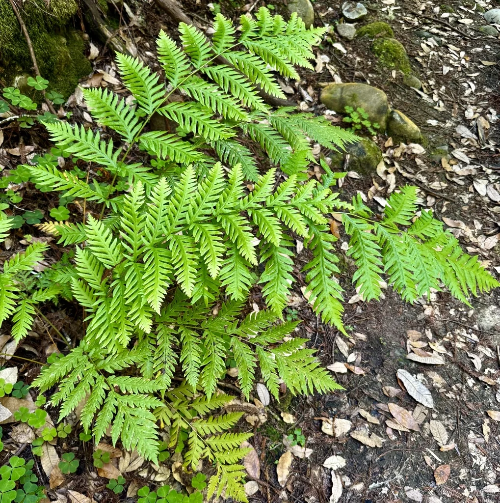 Woodwardia Fimbriata