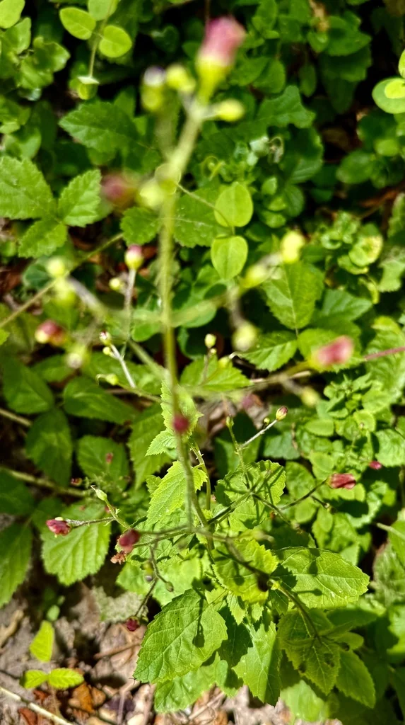 Scrophularia Californica