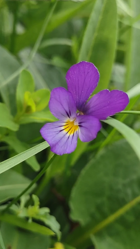 Viola Tricolor