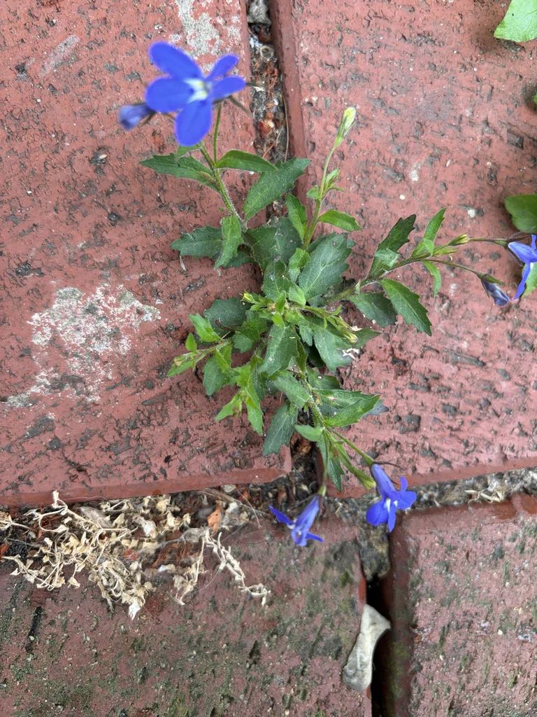Lobelia erinus