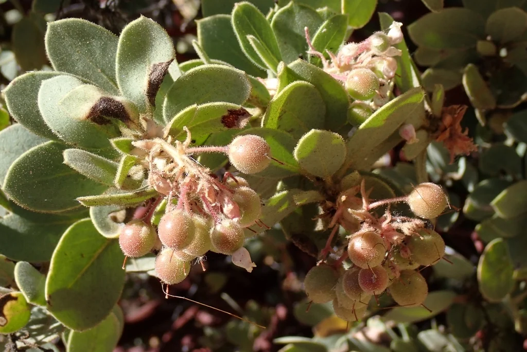 Arctostaphylos Pringlei