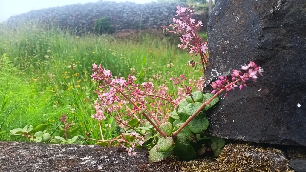 Crassula Multicava