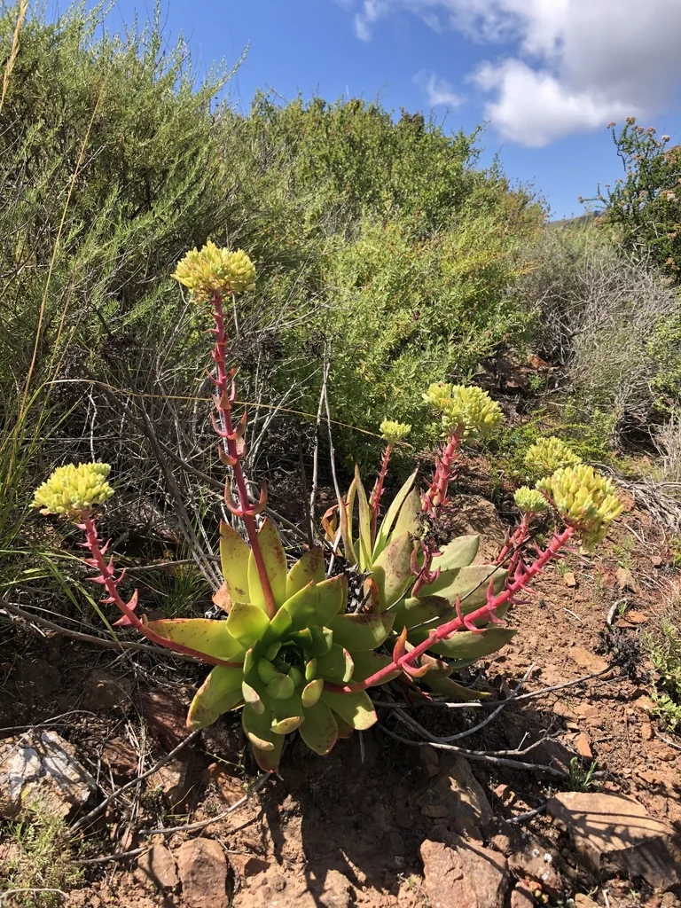 Dudleya Brittonii